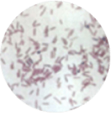 好気性有芽胞桿菌