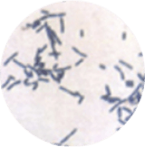 好気性有芽胞桿菌