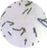 好気性有芽胞桿菌