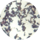 好気性有芽胞桿菌