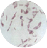 好気性有芽胞桿菌